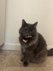 Lost Female Cat last seen Near balboa ct, Sunnyvale, CA 94086