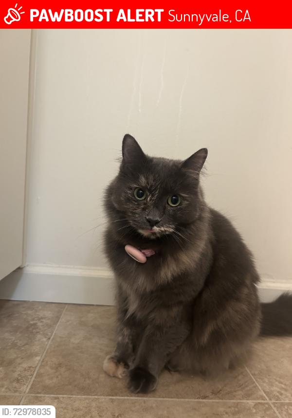 Lost Female Cat last seen Near balboa ct, Sunnyvale, CA 94086