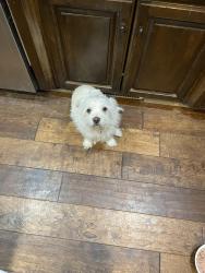 Reunited Male Dog last seen Near and fort street, Omaha, NE 68116