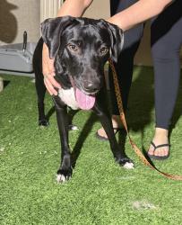 Reunited Female Dog last seen Warm Springs / Fort Apache, Las Vegas, NV 89148