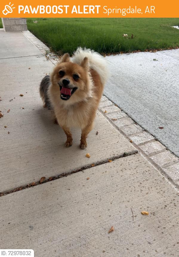 Found/Stray Unknown Dog last seen Huntsville Ave and West End, Springdale, AR 72764