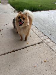 Found/Stray Unknown Dog last seen Huntsville Ave and West End, Springdale, AR 72764