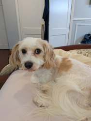 Found/Stray Female Dog last seen H Mart on Route 27, Edison, NJ 08840