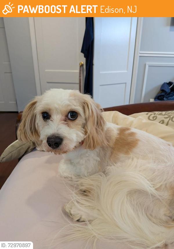 Found/Stray Female Dog last seen H Mart on Route 27, Edison, NJ 08840