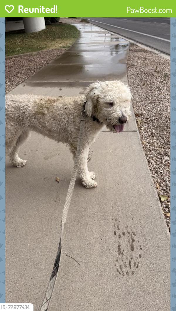 Reunited Female Dog last seen Val Vista and McKellips, Mesa, AZ 85213
