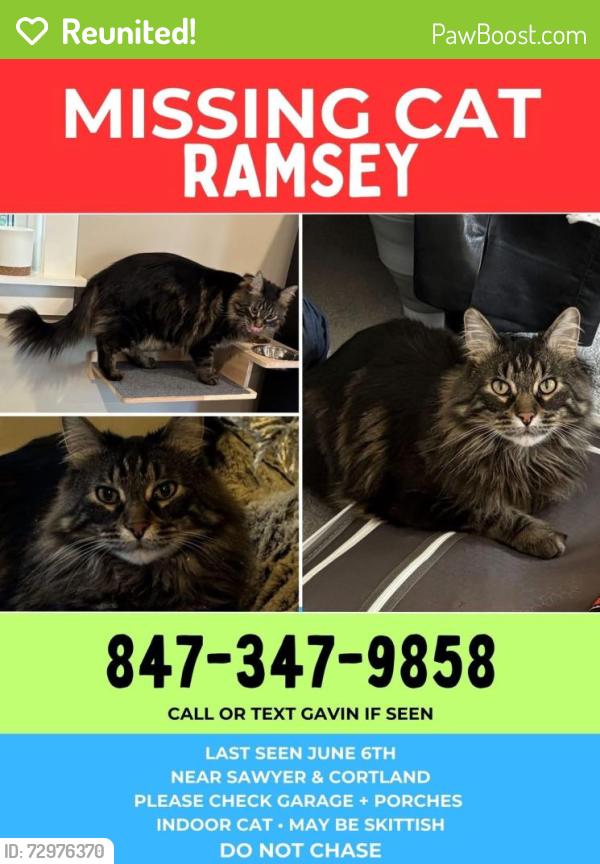 Reunited Male Cat last seen Sawyer and cortland, South Logan Square, Chicago, IL 60647