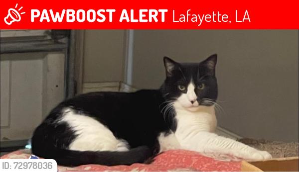 Lost Female Cat last seen Touchet rd , Lafayette la, Lafayette, LA 70506