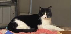 Lost Female Cat last seen Touchet rd , Lafayette la, Lafayette, LA 70506