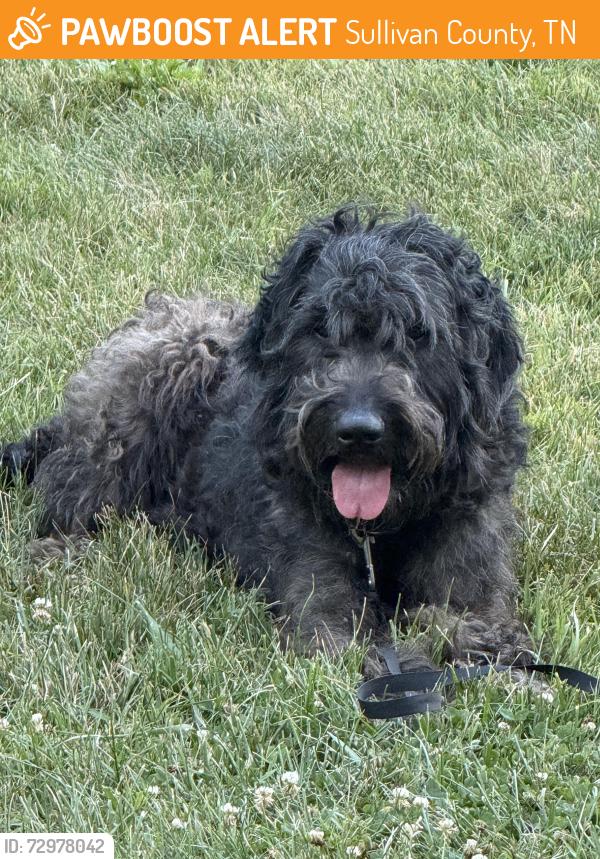 Found/Stray Male Dog last seen Chinquapin grove road , Sullivan County, TN 37618
