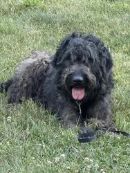 Found/Stray Male Dog last seen Chinquapin grove road, Sullivan County, TN 37618