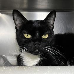 Shelter Stray Unknown Cat last seen , 4575 E Mesquite Ave, Palm Springs, CA 92264, USA