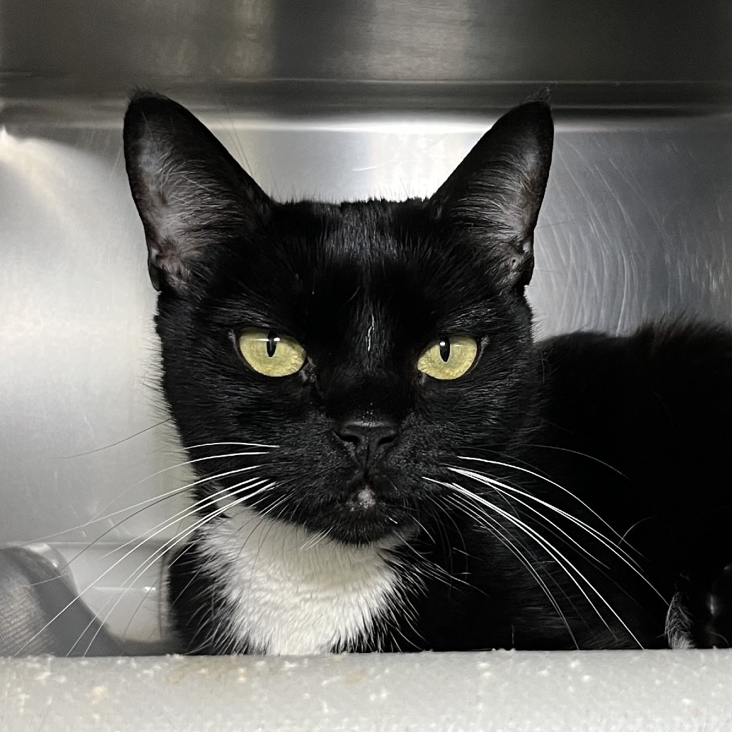 Shelter Stray Unknown Cat last seen , 4575 E Mesquite Ave, Palm Springs, CA 92264, USA