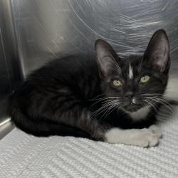 Shelter Stray Male Cat last seen , 4575 E Mesquite Ave, Palm Springs, CA 92264, USA