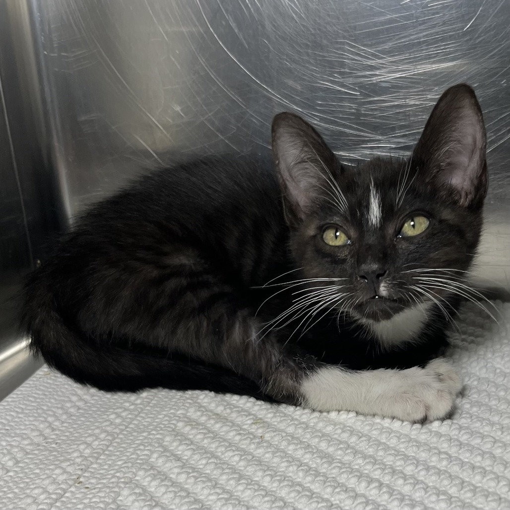 Shelter Stray Male Cat last seen , 4575 E Mesquite Ave, Palm Springs, CA 92264, USA