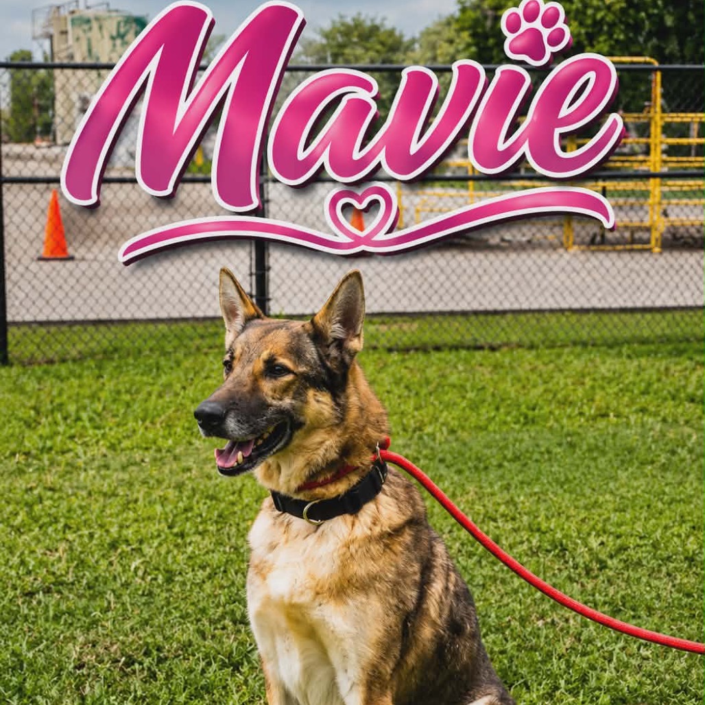 Shelter Stray Female Dog last seen , 1109 Moore Ave, Portland, TX 78374, USA