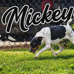 Shelter Stray Male Dog last seen , 1109 Moore Ave, Portland, TX 78374, USA
