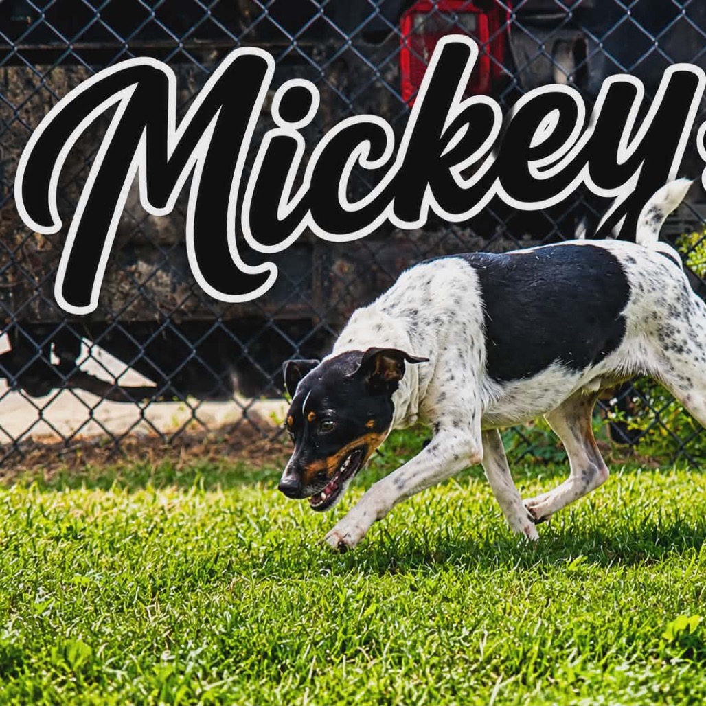 Shelter Stray Male Dog last seen , 1109 Moore Ave, Portland, TX 78374, USA