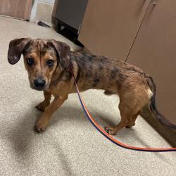 Shelter Stray Male Dog last seen , 54687 Co Rd 19, Bristol, IN 46507, USA