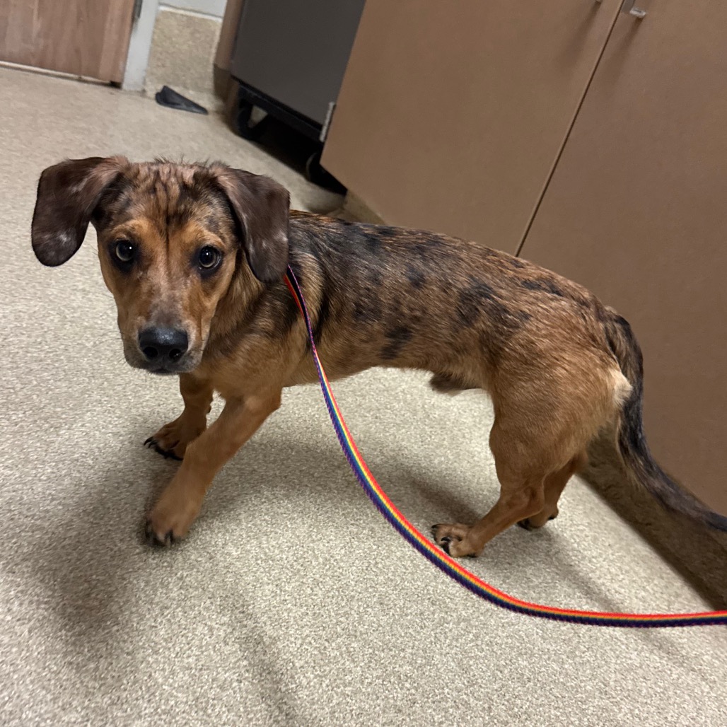Shelter Stray Male Dog last seen , 54687 Co Rd 19, Bristol, IN 46507, USA