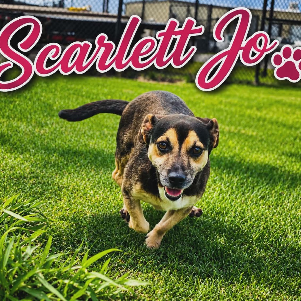 Shelter Stray Female Dog last seen , 1109 Moore Ave, Portland, TX 78374, USA