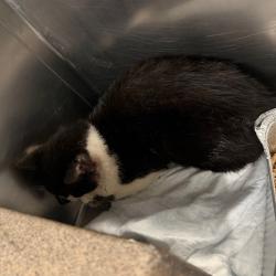 Shelter Stray Unknown Cat last seen , 4525 W Wendover Ave, Greensboro, NC 27409, USA