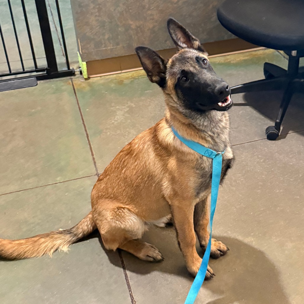 Shelter Stray Male Dog last seen , Cheyenne, WY 82007