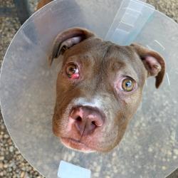 Shelter Stray Female Dog last seen , Philadelphia, PA 19140