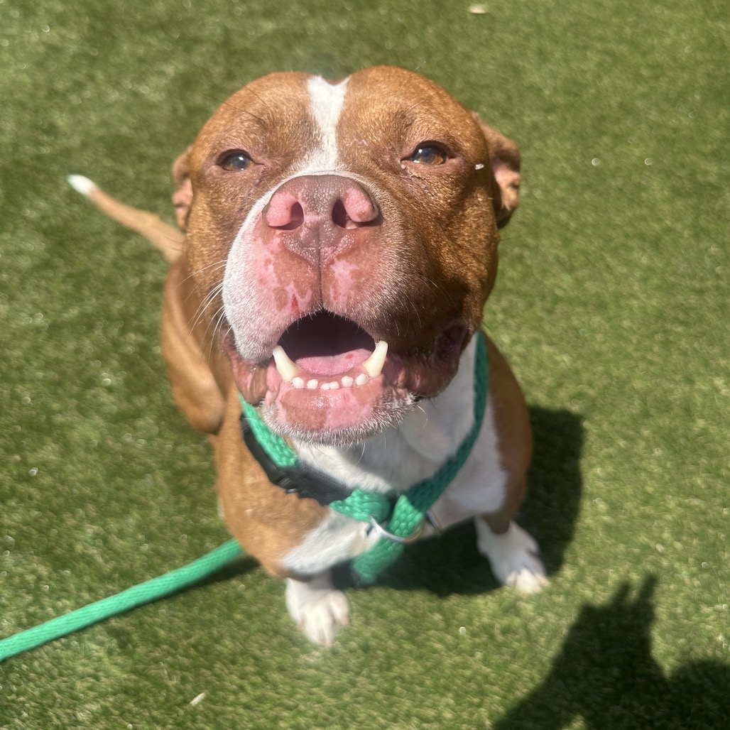 Shelter Stray Male Dog last seen , Animal Care & Control Team of Philly, 111 W Hunting Park Ave, Philadelphia, PA 19140, USA