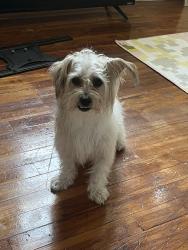 Lost Male Dog last seen Corner of colerane & harrison, Cincinnati, OH 45206