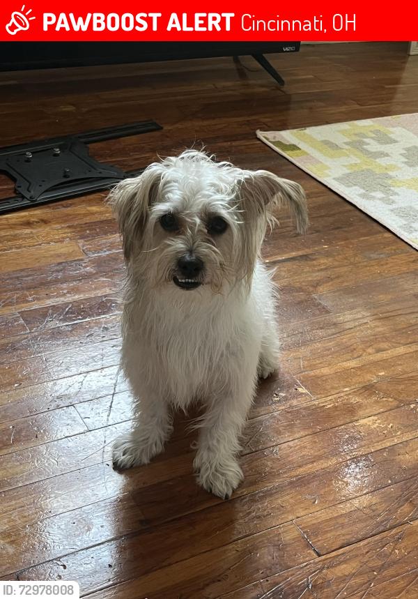 Lost Male Dog last seen Corner of colerane & harrison, Cincinnati, OH 45206