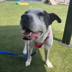 Shelter Stray Male Dog last seen , Philadelphia, PA 19140