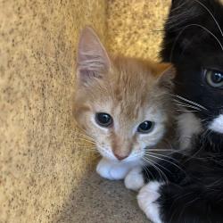Shelter Stray Female Cat last seen , Philadelphia, PA 19140