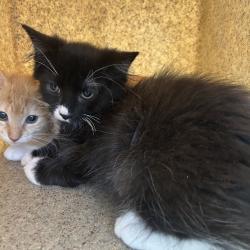 Shelter Stray Male Cat last seen , Philadelphia, PA 19140
