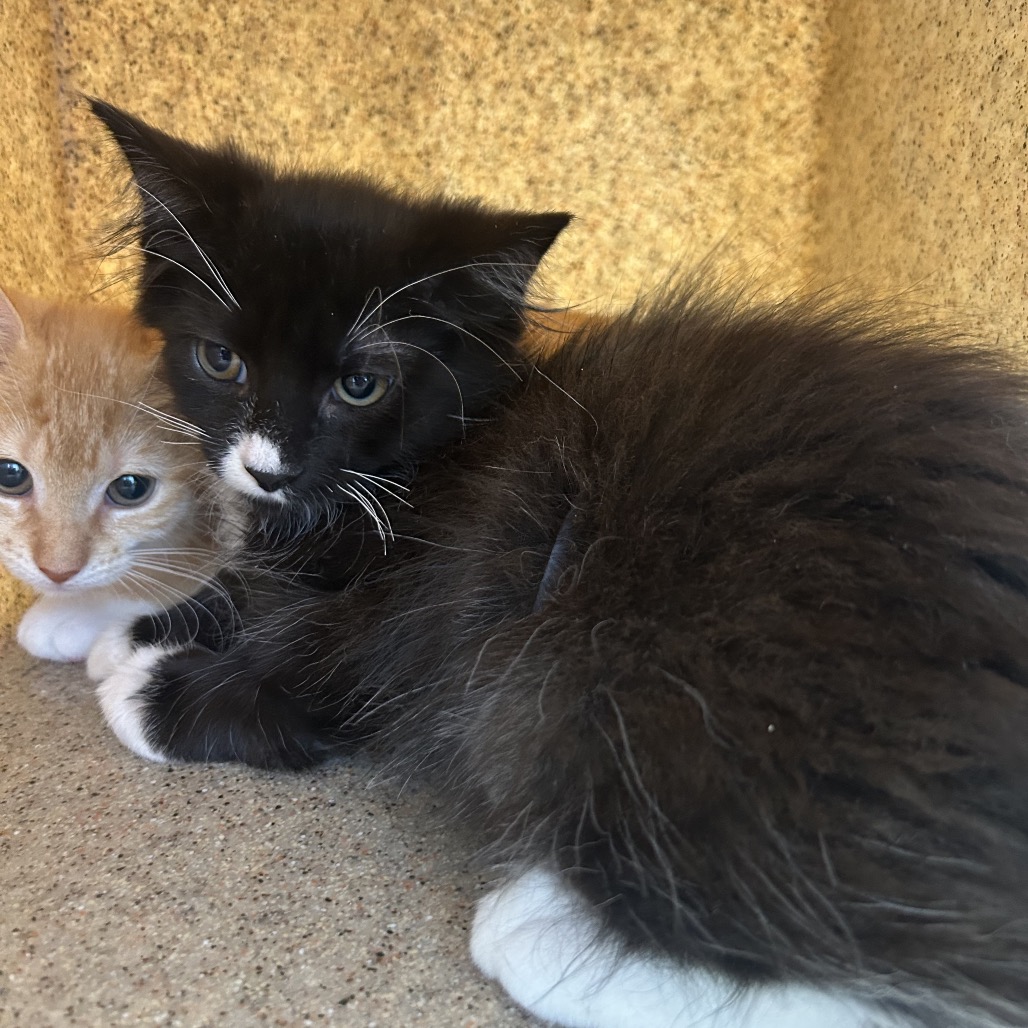 Shelter Stray Male Cat last seen , Animal Care & Control Team of Philly, 111 W Hunting Park Ave, Philadelphia, PA 19140, USA