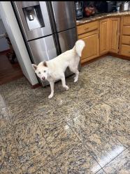 Reunited Female Dog last seen Tower and Iliff , Aurora, CO 80013