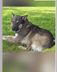 Lost Male Dog last seen Culver City, Culver City, CA 90034