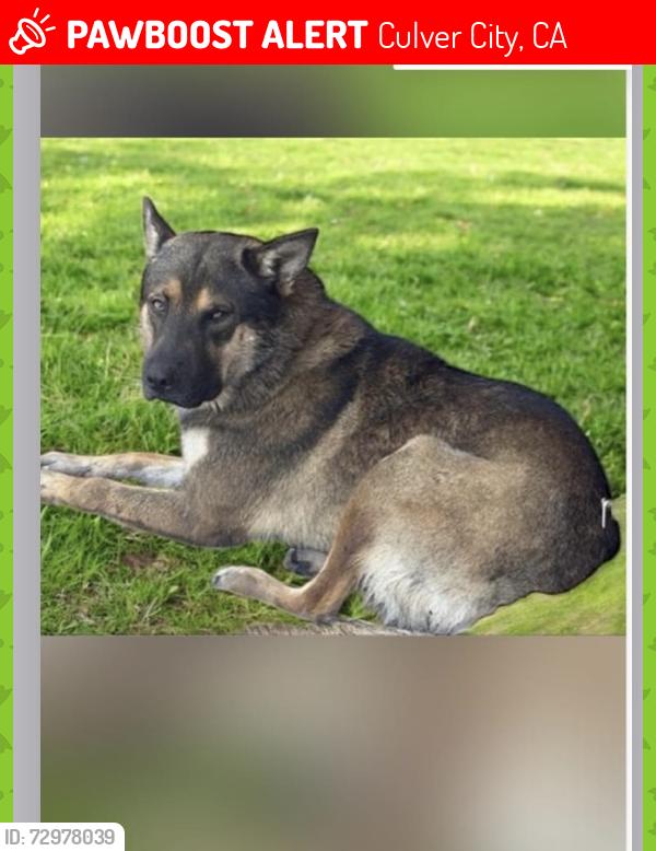 Lost Male Dog last seen Culver City, Culver City, CA 90034