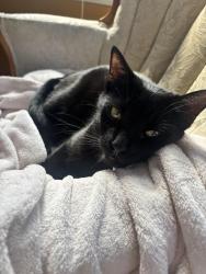Lost Male Cat last seen Falls village, Raleigh, NC 27615