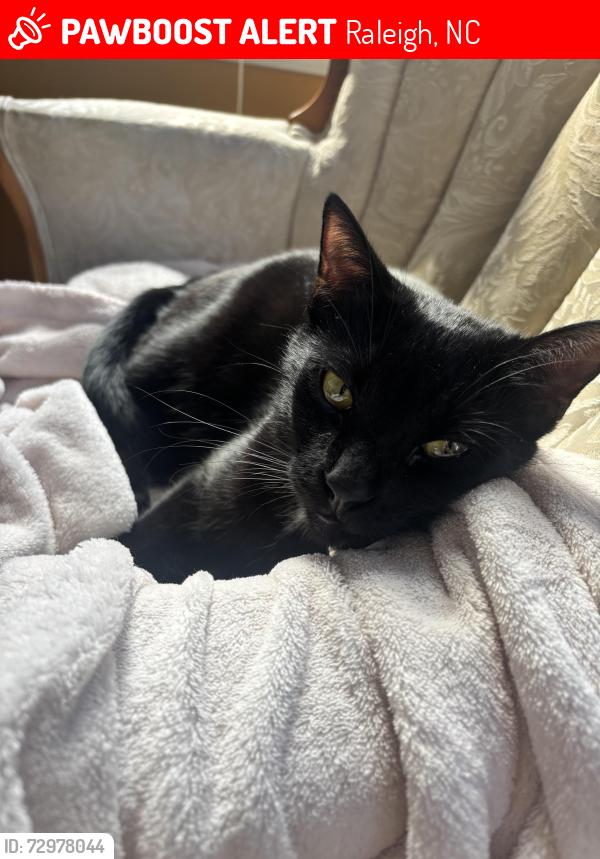 Lost Male Cat last seen Falls village, Raleigh, NC 27615