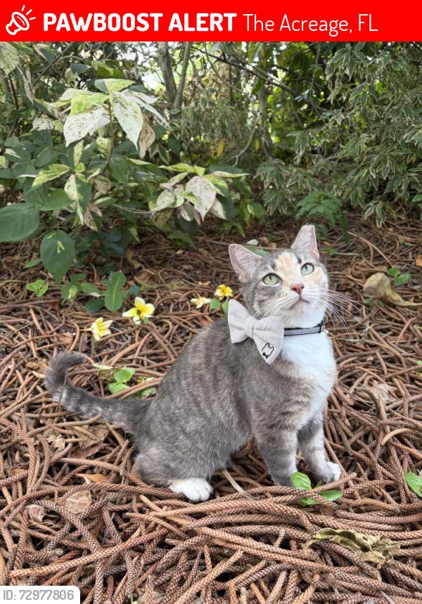 Lost Female Cat last seen W Sycamore and Mandarin, The Acreage, FL 33470