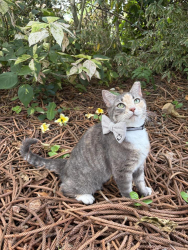 Lost Female Cat last seen W Sycamore and Mandarin, The Acreage, FL 33470