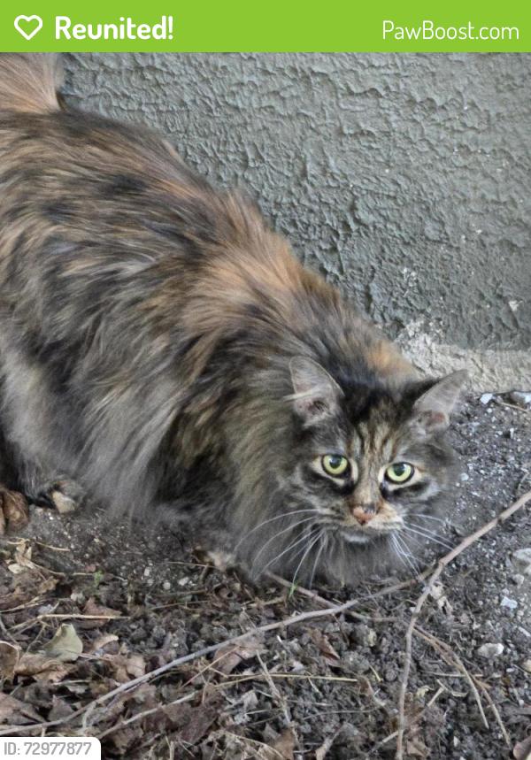 Reunited Female Cat last seen Windsor Park (north of Woodruff Place), Indianapolis, IN 46201