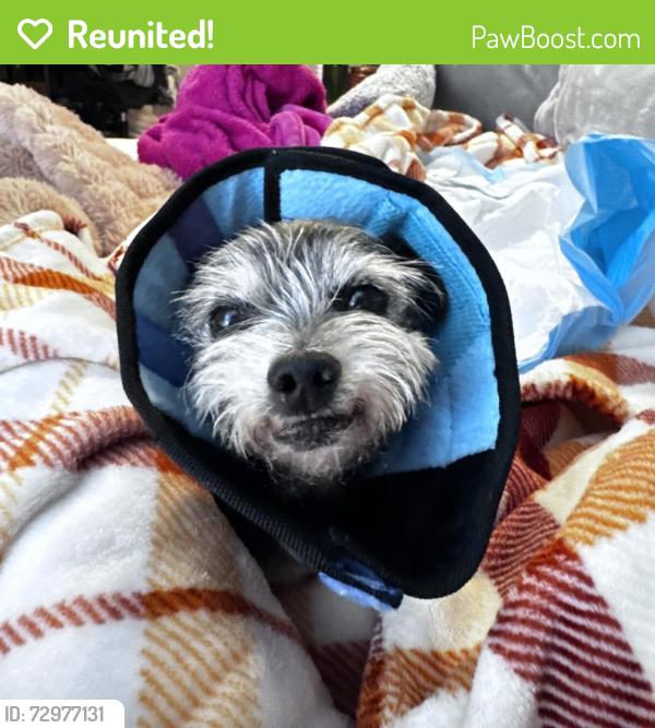 Reunited Male Dog last seen Virginia trail/Leveland, Modesto, Modesto, CA 95350
