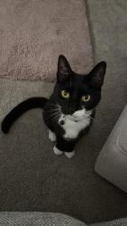 Lost Female Cat last seen Middle of North Avenue, between Sutton Road and Bournemouth Park, Southend-on-Sea, England SS2 5HT