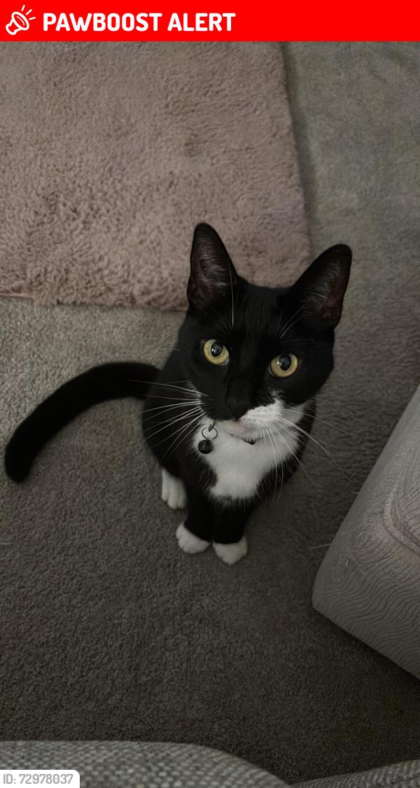 Lost Female Cat last seen Middle of North Avenue, between Sutton Road and Bournemouth Park, Southend-on-Sea, England SS2 5HT