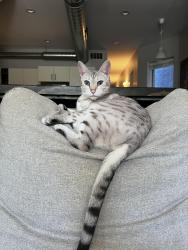 Reunited Female Cat last seen Byrne & Libuse, Fox River Grove, IL 60021