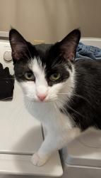 Lost Male Cat last seen Ridge Road and Stoneburg dr / Wellington Ridge subdivision , Duson, LA 70529