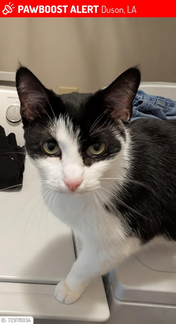 Lost Male Cat last seen Ridge Road and Stoneburg dr / Wellington Ridge subdivision , Duson, LA 70529