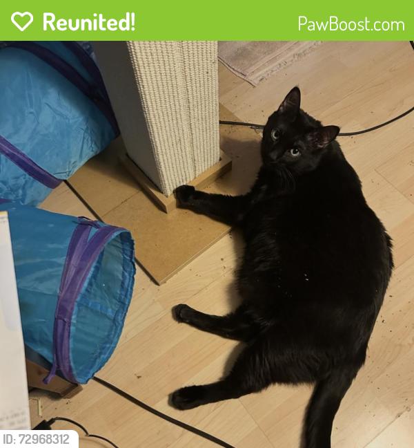 Reunited Male Cat last seen Pecos an flamingo, Las Vegas, NV 89121