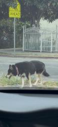 Found/Stray Unknown Dog last seen 108th and Weigand, Los Angeles, CA 90059